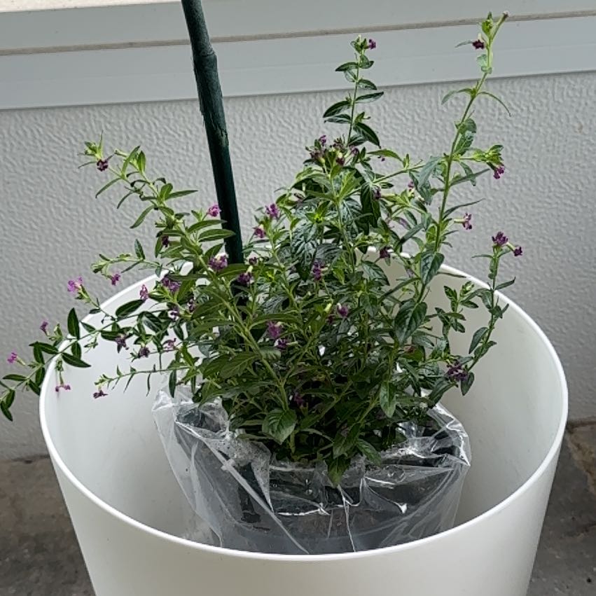 Photo of the plant species Hawaiian Heather by @RulerZzplant24 named Shakira on Greg, the plant care app