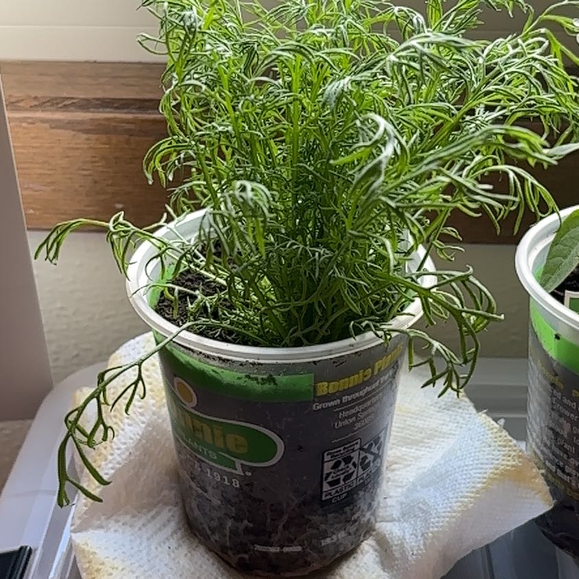 Photo of the plant species Chamomile by @GoodWoodruff46 named Maya on Greg, the plant care app