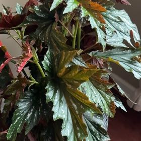 Photo of the plant species Angel Wing Begonia by @WinBokchoi23 named Angel Wing Begonia on Greg, the plant care app