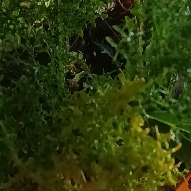 Photo of the plant species Cladophora columbiana by @PrettyTamarind6 named Gobi on Greg, the plant care app