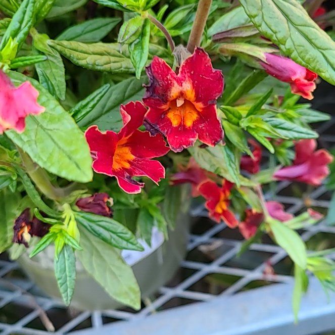 Photo of the plant species Lompoc Mesa Bush Monkeyflower by @ProGalingale74 named Muhammad Ali on Greg, the plant care app