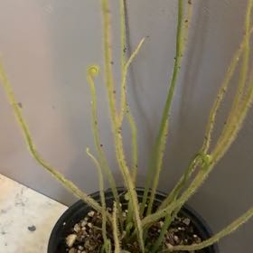 Photo of the plant species Thread-Leaved Sundew by @ArtistePeanut75 named Kylie on Greg, the plant care app