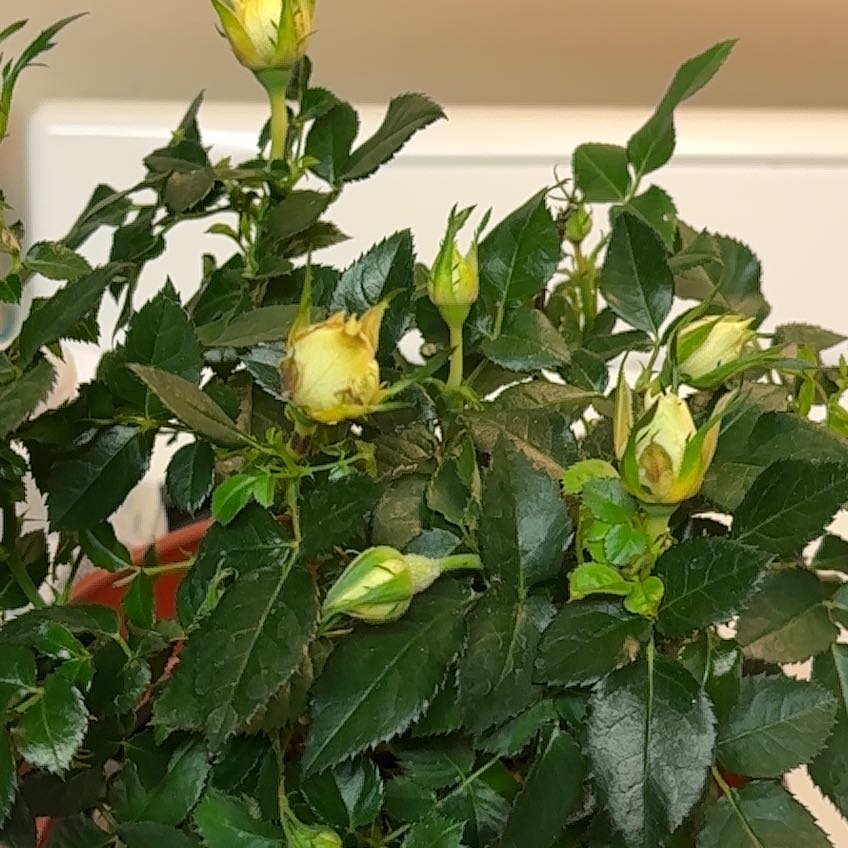 Photo of the plant species Dog Rose by @DoughtyPignut59 named Orlando Bloom on Greg, the plant care app