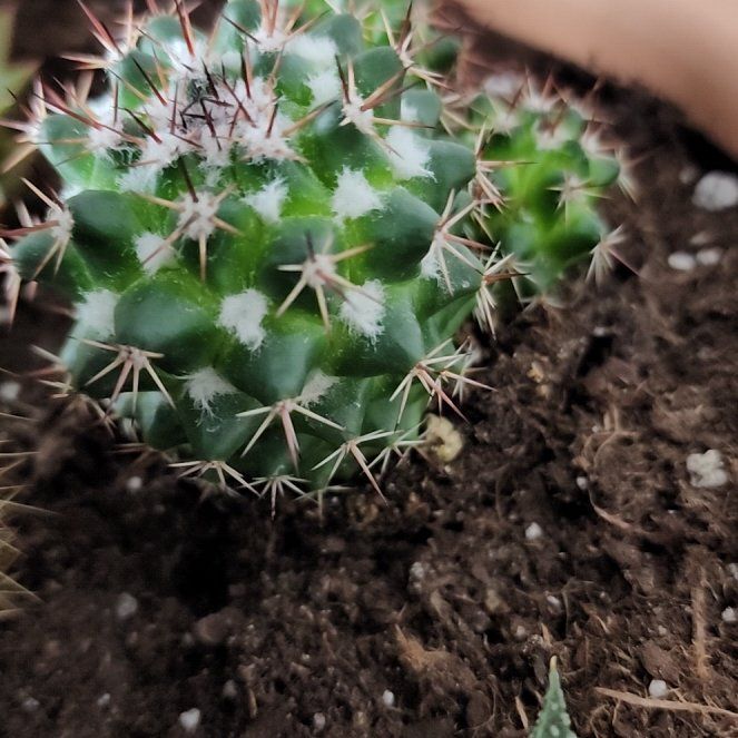 Photo of the plant species Mammillaria Uncinata by @FocusedComet67 named Treeyoncé on Greg, the plant care app