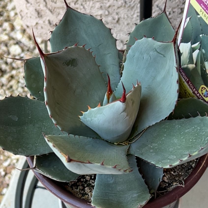 Photo of the plant species Artichoke Agave by @BoldMexico86 named Winston on Greg, the plant care app