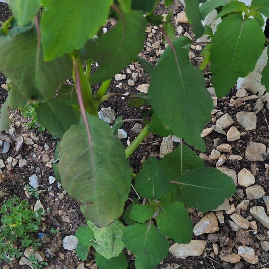 Photo of the plant species Orange Balsam by @CivicKohekohe36 named Fernie Mercury on Greg, the plant care app