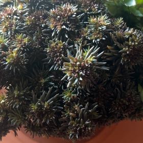 Photo of the plant species American Common Juniper by @Lilcarmenpots named Jupiter on Greg, the plant care app