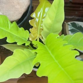 Photo of the plant species Golden Crocodile by @Lilcarmenpots named Luna on Greg, the plant care app