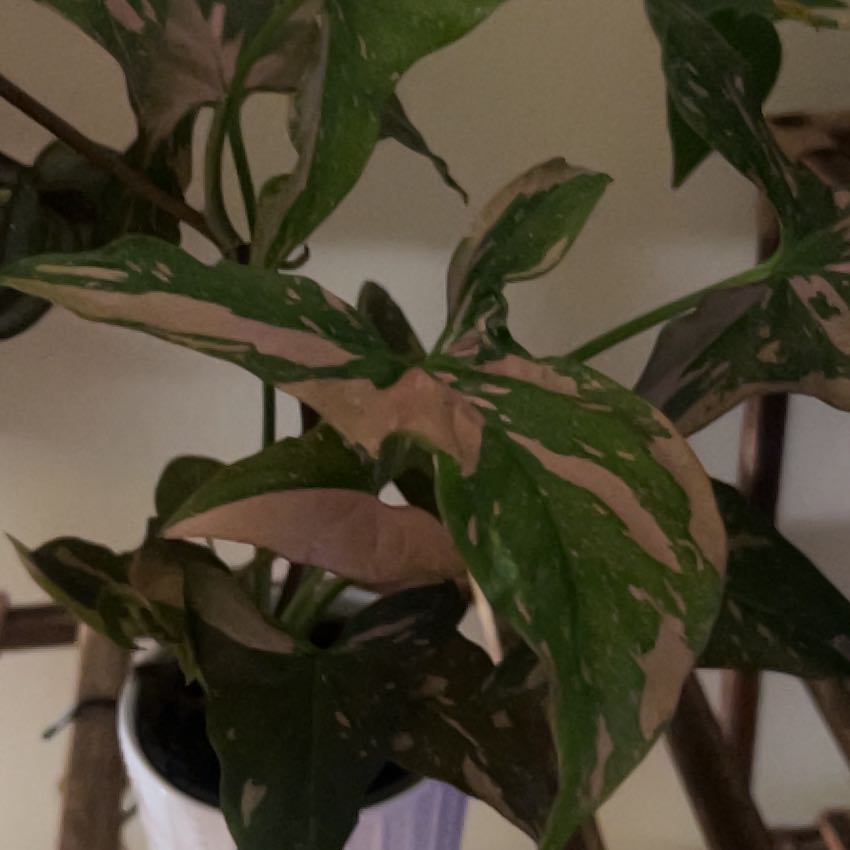 Photo of the plant species Syngonium 'Falling Arrows Ruby Reign' by @Lilcarmenpots named McKinley on Greg, the plant care app