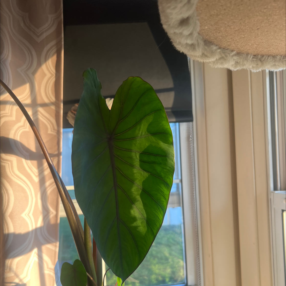 Photo of the plant species Colocasia 'Black Ruffles' by @Lilcarmenpots named Gomez on Greg, the plant care app