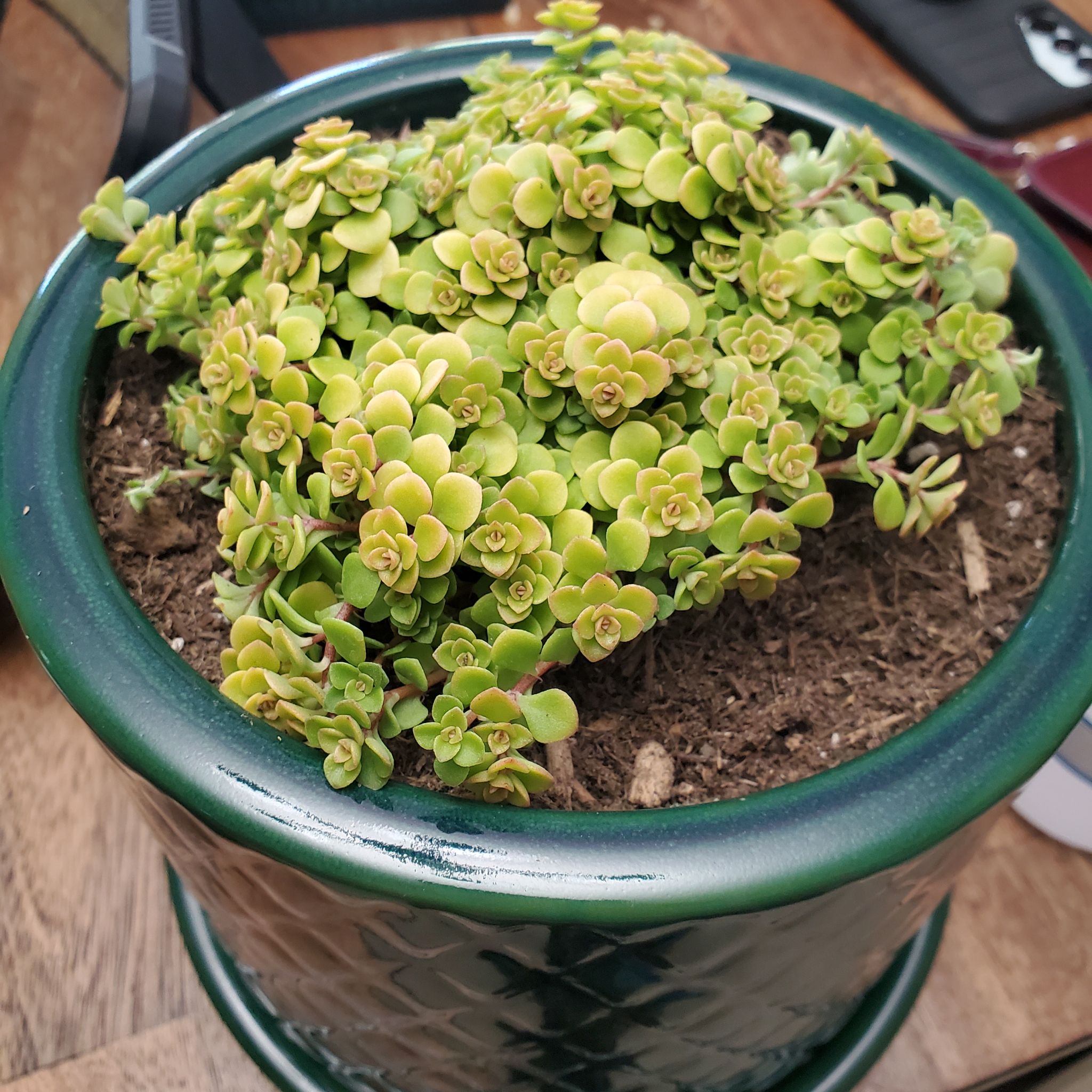 Photo of the plant species Golden Japanese Stonecrop by @YernKonjac33 named Havyn on Greg, the plant care app