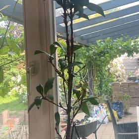 Photo of the plant species African Fig by @NiceFuchsia87 named Girlfrond on Greg, the plant care app