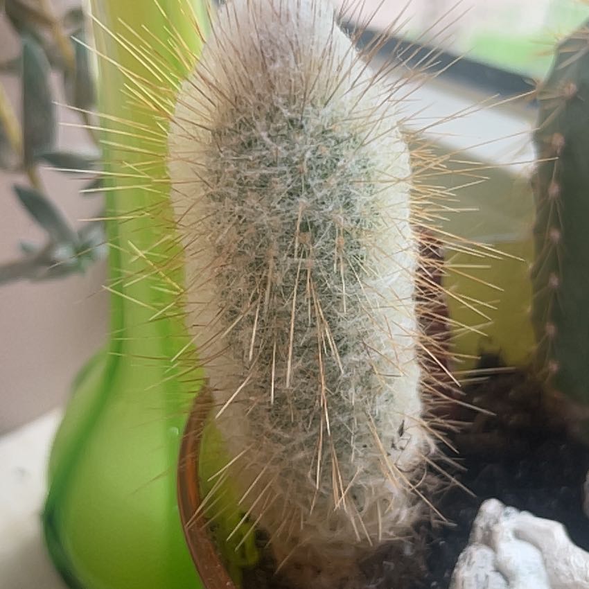 Photo of the plant species Bergerocactus Emoryi by @NiceFuchsia87 named Zeus on Greg, the plant care app
