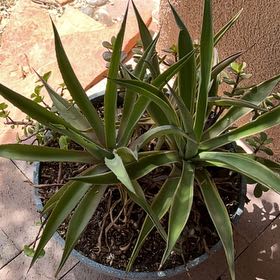 Photo of the plant species Twistleaf Yucca by @HeiressKaramu62 named Mollie on Greg, the plant care app