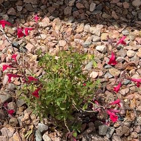 Photo of the plant species Autumn Sage by @HeiressKaramu62 named salvia on Greg, the plant care app