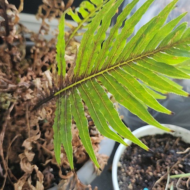 Photo of the plant species Silver Lady Fern by @FineAnise50 named Kendall on Greg, the plant care app