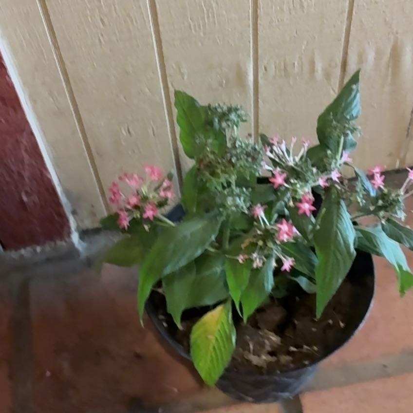Photo of the plant species Egyptian Starcluster by @WinSquash12 named Remington on Greg, the plant care app