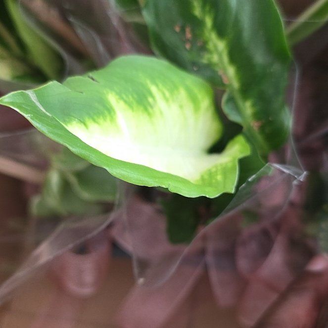 Photo of the plant species Bog Arum by @PopularMaypop56 named Drake on Greg, the plant care app