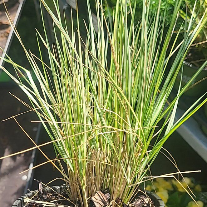 Photo of the plant species Hard Rush by @DesignerSalal21 named da Vinci on Greg, the plant care app