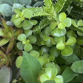 Photo of the plant species Woodland Stonecrop by @YeveHenbane83 named Captain Plant-it on Greg, the plant care app