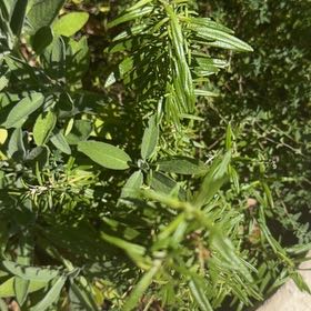 Photo of the plant species Lion's Ear by @YeveHenbane83 named Terra on Greg, the plant care app