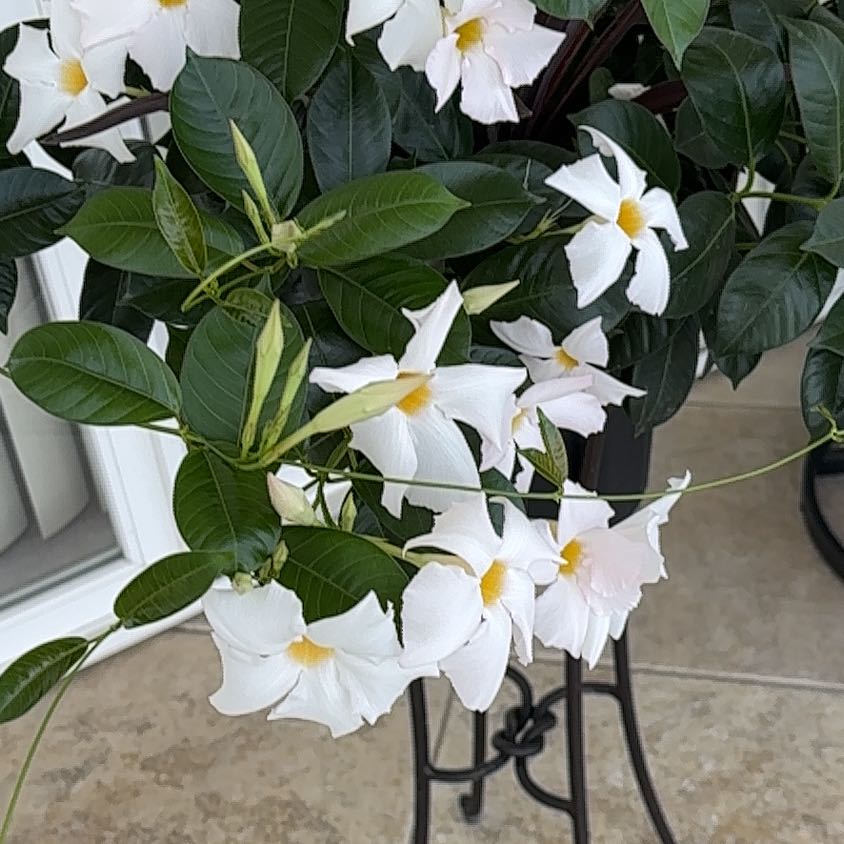 Photo of the plant species Fiddle Leaf Plumeria by @FerventPhlox16 named Bella on Greg, the plant care app
