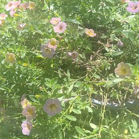 Photo of the plant species Smooth Rose by @HotNeslia91 named Gomez on Greg, the plant care app