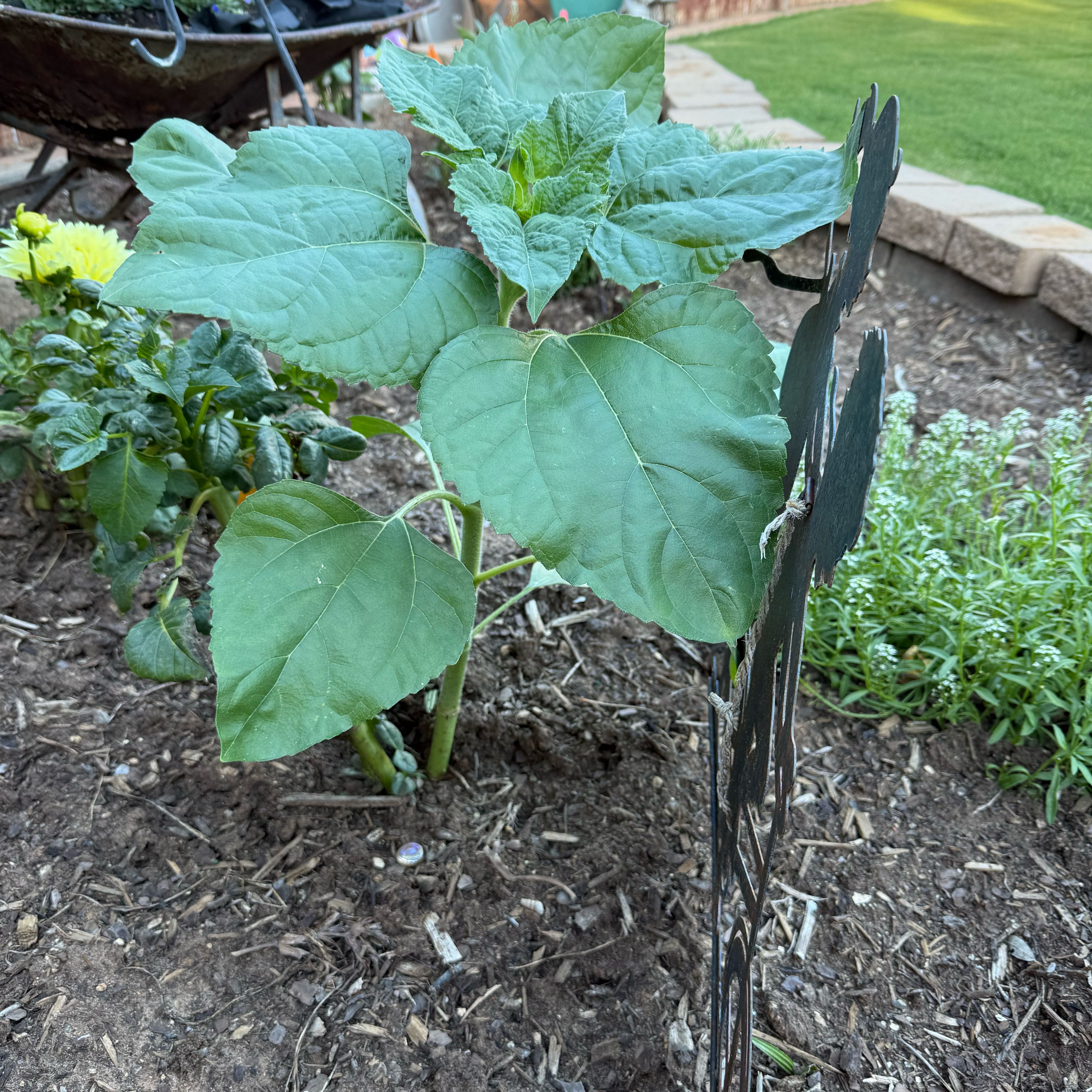 Photo of the plant species Harlequin Glorybower by @HotNeslia91 named Wall-E on Greg, the plant care app