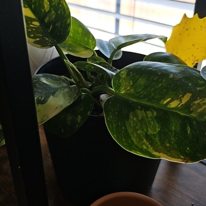 Photo of the plant species Green Congo by @IdealBanana62 named Drake on Greg, the plant care app