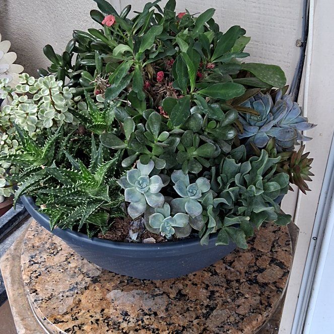 Photo of the plant species Myrtle Spurge by @TryBoxholly19 named Harry on Greg, the plant care app