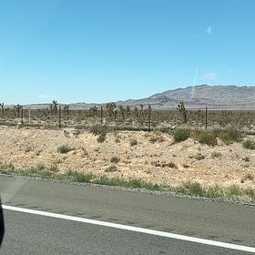 Photo of the plant species Mohave Yucca by @VipKale0 named Gaga on Greg, the plant care app