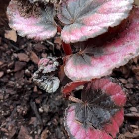 Photo of the plant species Beetleweed by @VipKale0 named Hamilton on Greg, the plant care app