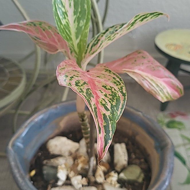Photo of the plant species White Jasmine by @ProCoralaloe41 named Emerson on Greg, the plant care app