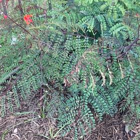 Photo of the plant species Pride Of Barbados by @SirPeyote34 named Robert Plant on Greg, the plant care app