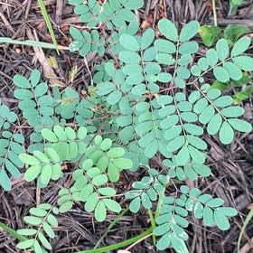 Photo of the plant species Caesalpinia Mexicana by @SirPeyote34 named Bruce Lee on Greg, the plant care app