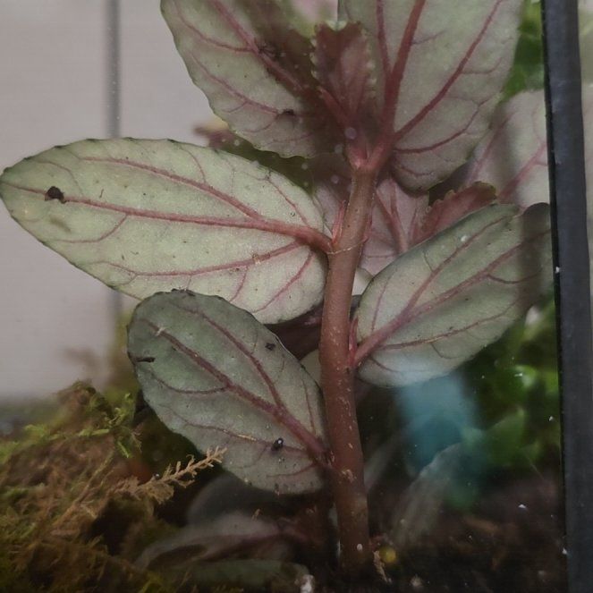 Photo of the plant species Fringed Willowherb by @HotFicus50 named Remington on Greg, the plant care app