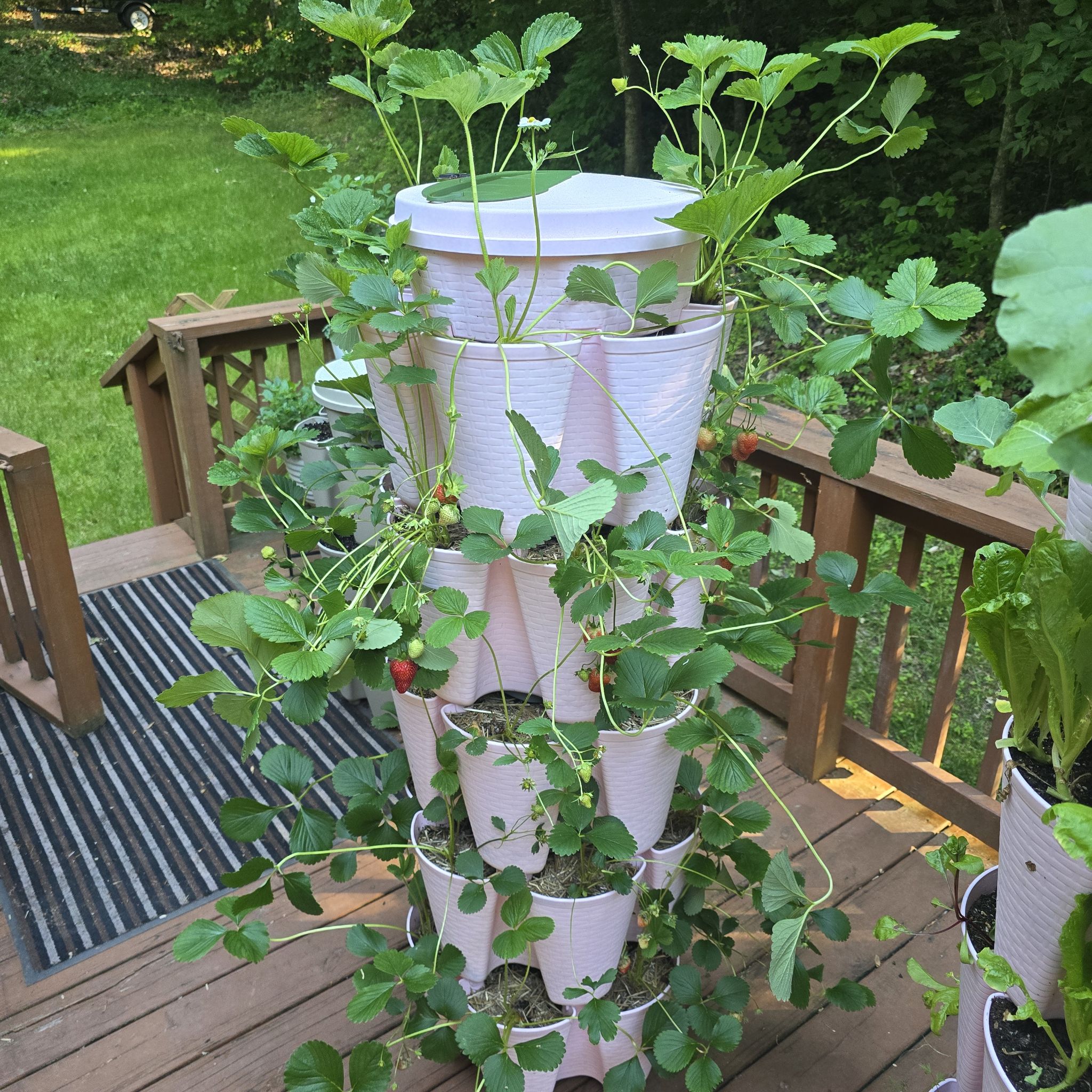 Photo of the plant species Seascape Strawberry by @BlazingSapote58 named GROWSTALK STRAWBERRIES on Greg, the plant care app