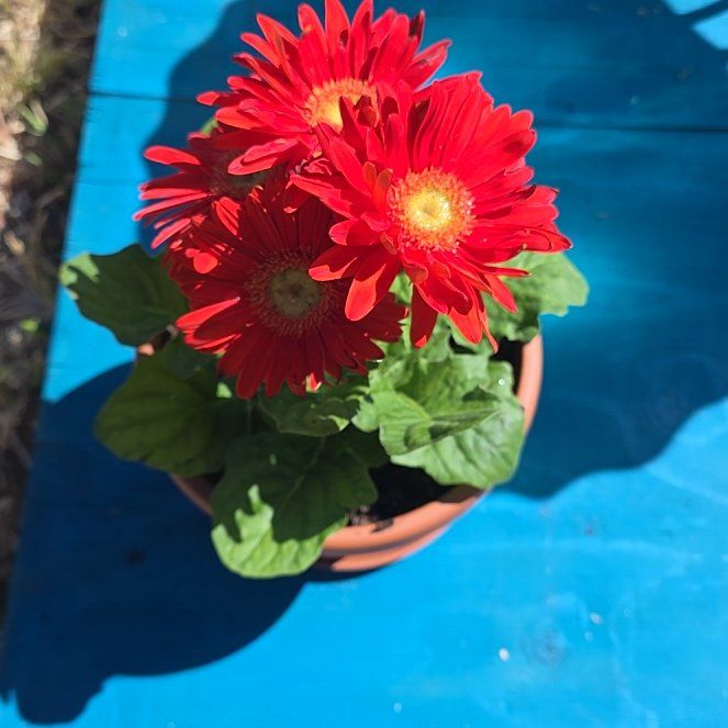Photo of the plant species Giant Crego Aster by @LieutenantMiro5 named Bella on Greg, the plant care app