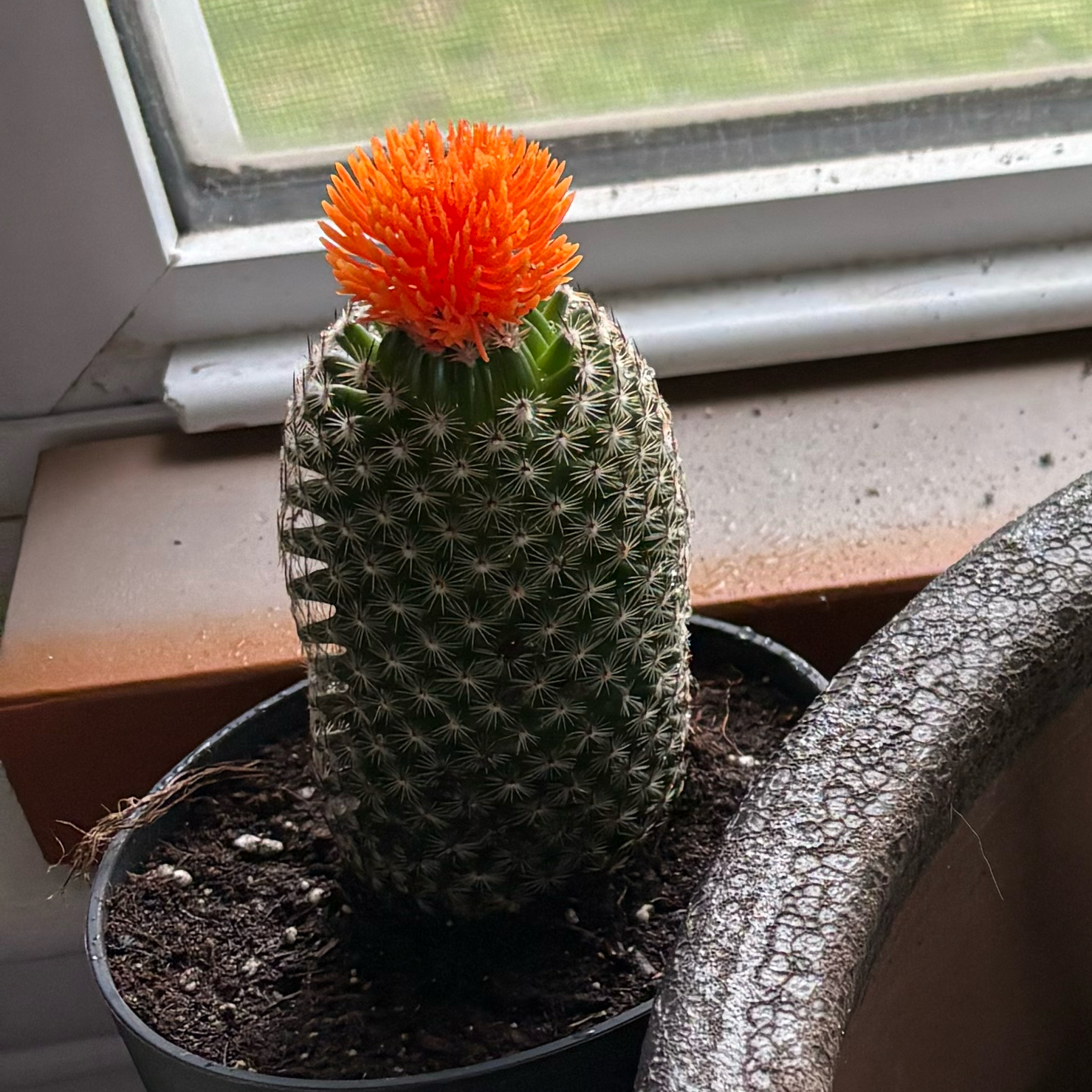 Photo of the plant species Mammillaria albilanata by @Ondrem named Zeus on Greg, the plant care app