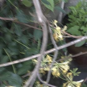 Photo of the plant species Black Bryony by @GrandeeWaxivy26 named Miley on Greg, the plant care app