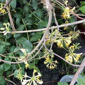 Photo of the plant species Etruscan Honeysuckle by @GrandeeWaxivy26 named Surya on Greg, the plant care app