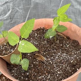 Photo of the plant species Common Bean by @FastSyngonium69 named Sproutacus on Greg, the plant care app