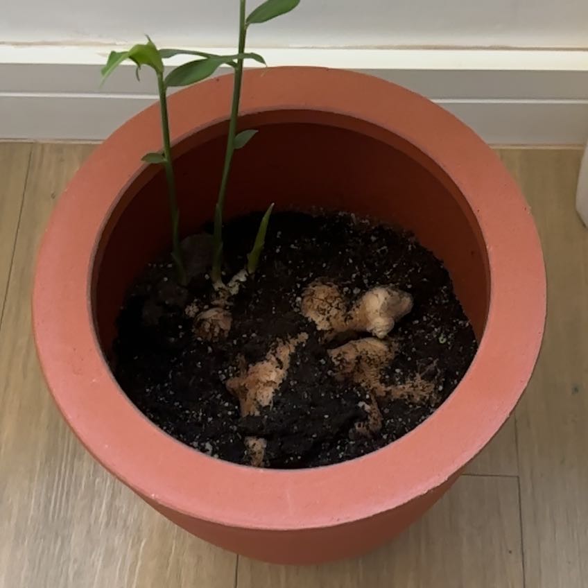 Photo of the plant species Ginger Root by @HotCurrytree41 named Gengibroso on Greg, the plant care app
