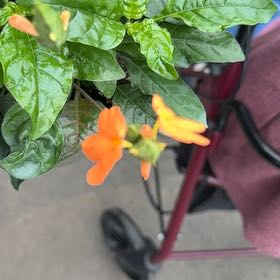 Photo of the plant species Firecracker Flower by @CozyCutgrass60 named Nithin on Greg, the plant care app