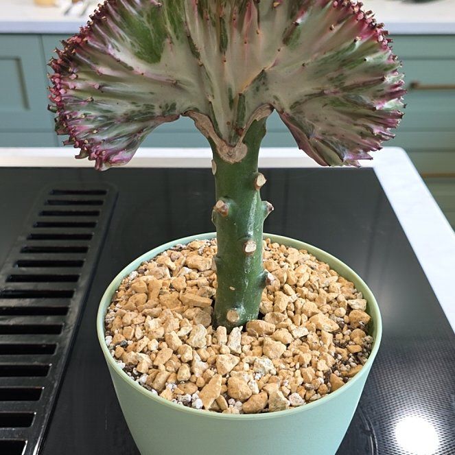 Photo of the plant species Mermaid tail, cactus by @SilkyZebrina43 named Sigmund on Greg, the plant care app