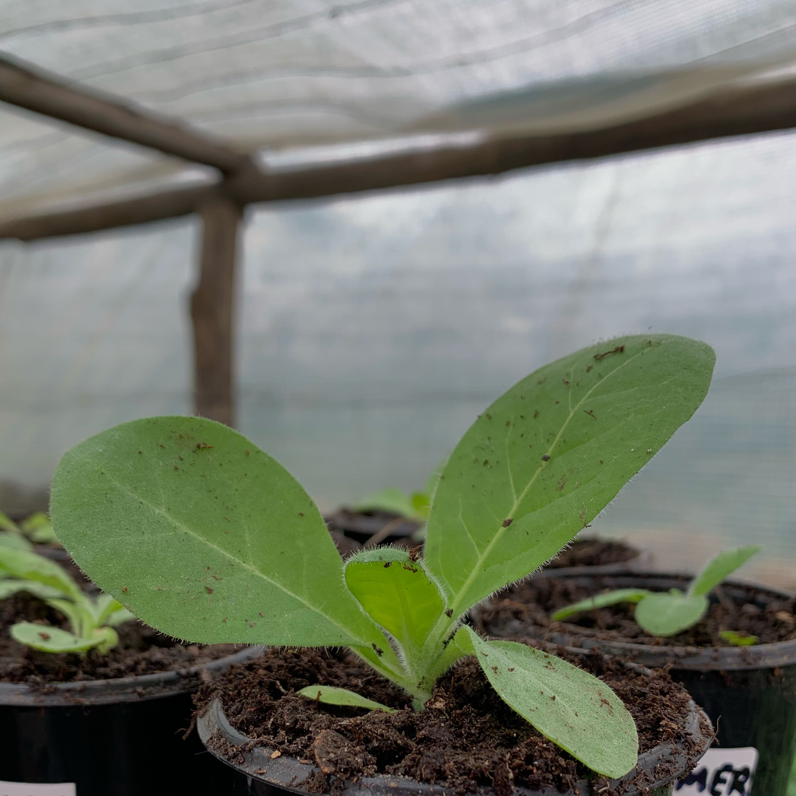 Photo of the plant species Tree Tobacco by @CentralPersia34 named Khaleesi on Greg, the plant care app