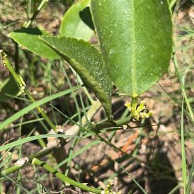 Photo of the plant species Lime Tree by @AscendingHoya40 named Mr. Lime on Greg, the plant care app