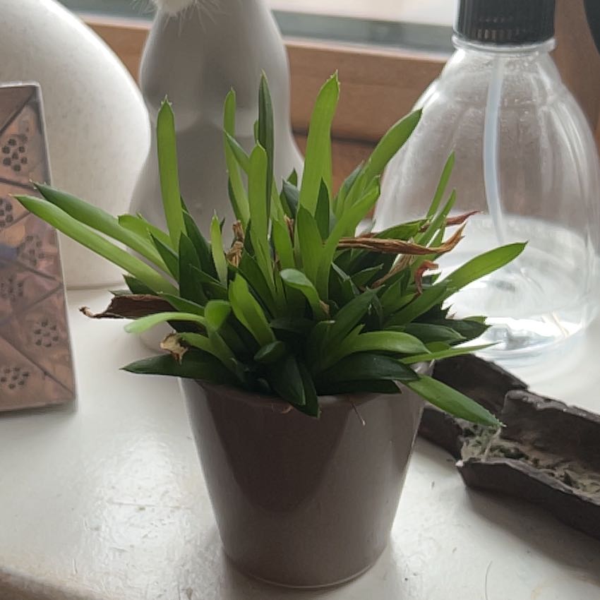 Photo of the plant species Three O'Clock by Molly named Dax on Greg, the plant care app