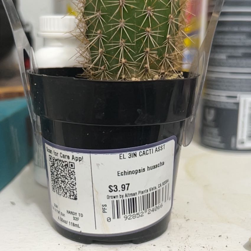 Photo of the plant species Echinopsis 'Huascha' by @SolidPansy20 named Coco on Greg, the plant care app