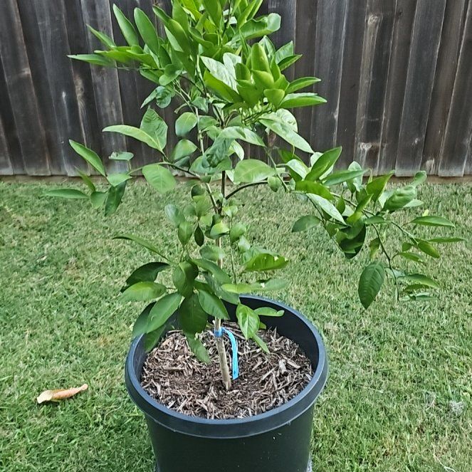 Photo of the plant species Brown Select Satsuma by @FlashyCashew86 named Brown on Greg, the plant care app